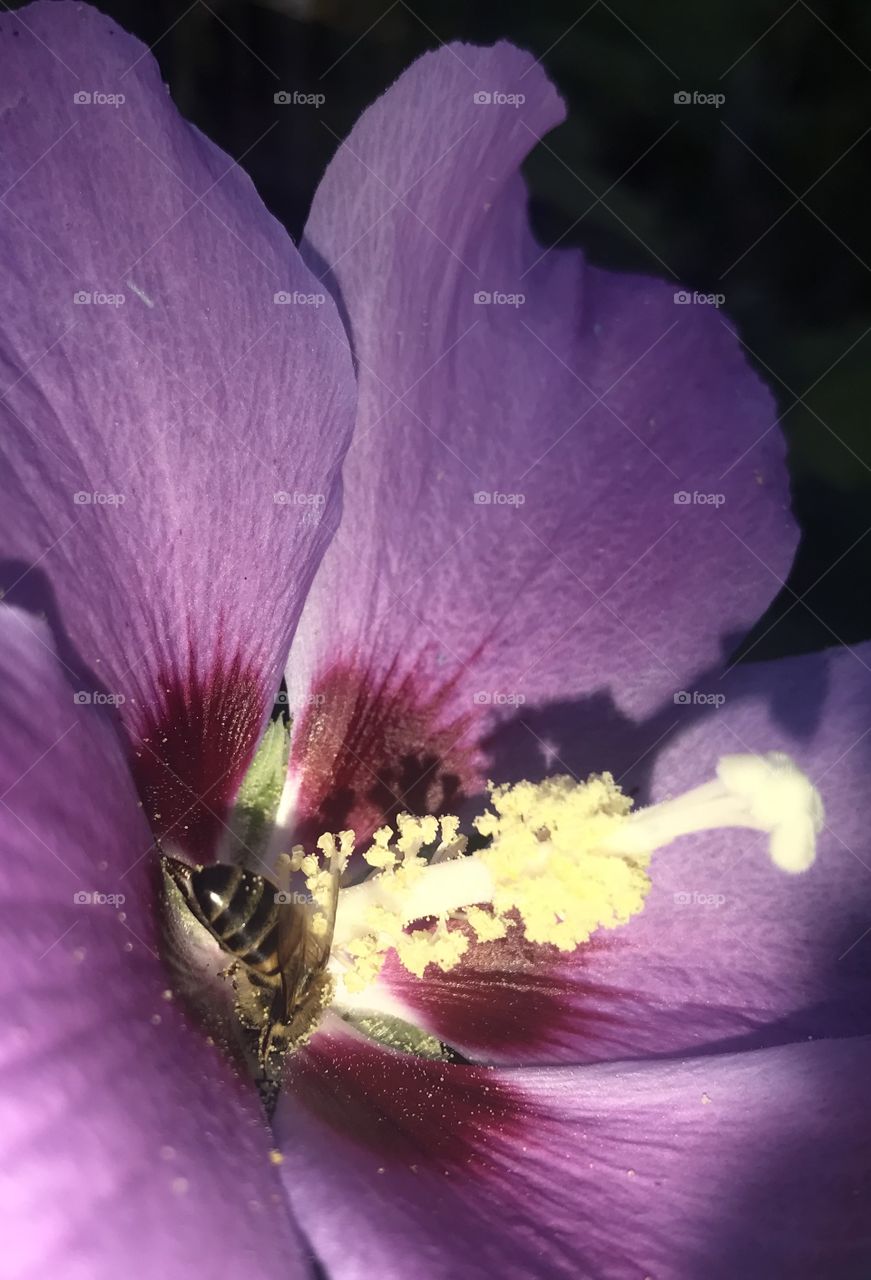 Flor con abeja sacando polen 
