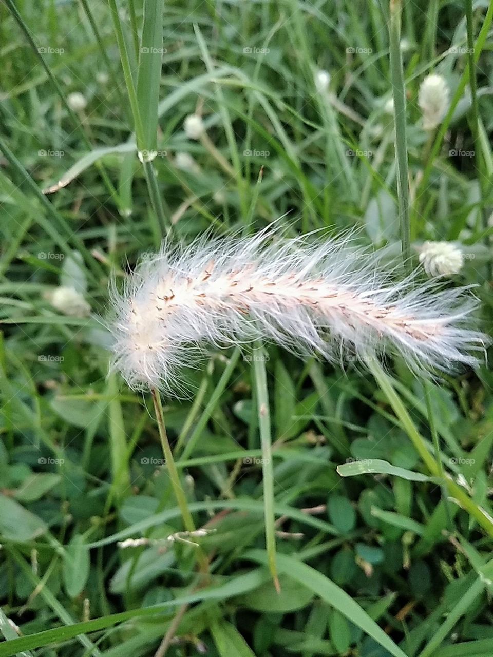 White feather flower plants