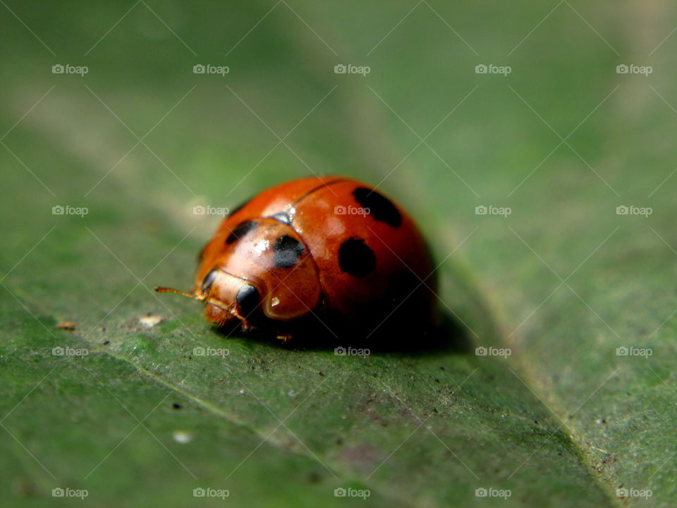 alone. ladybug macro photography