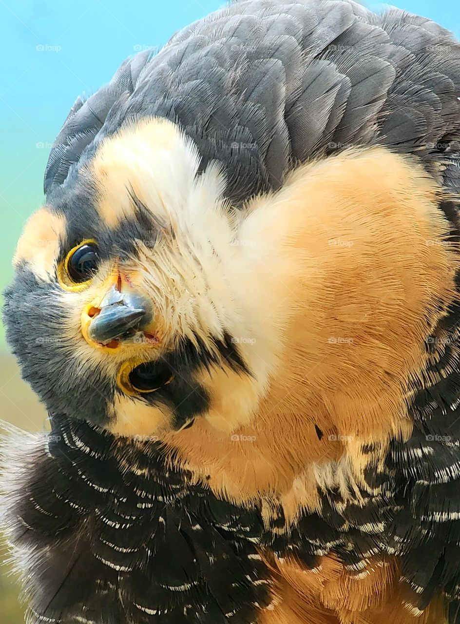 A Northern Aplomado Falcon is a small endangered falcon trying to make a recovery. This one was trying to make sense of my camera and kept turning his head to look at me.
