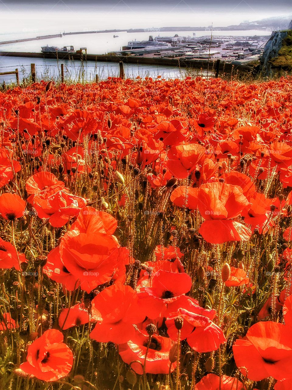 Poppies. Dover 