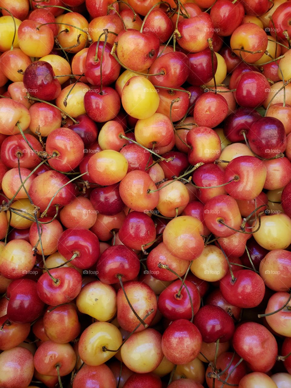 Freshly picked cherries ready to eat