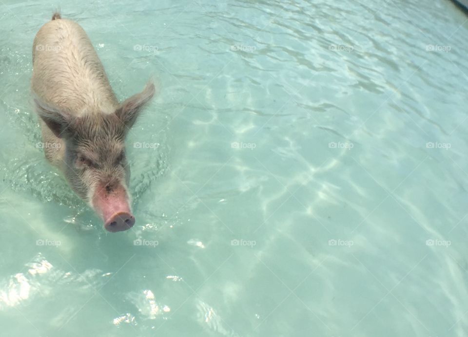 White Pig swimming 