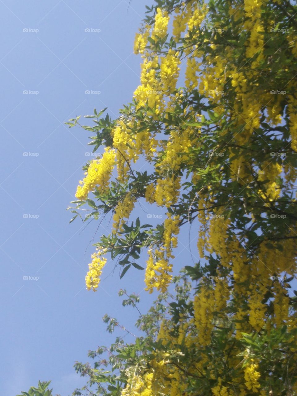 Yellow blossom tree against pure blue sky