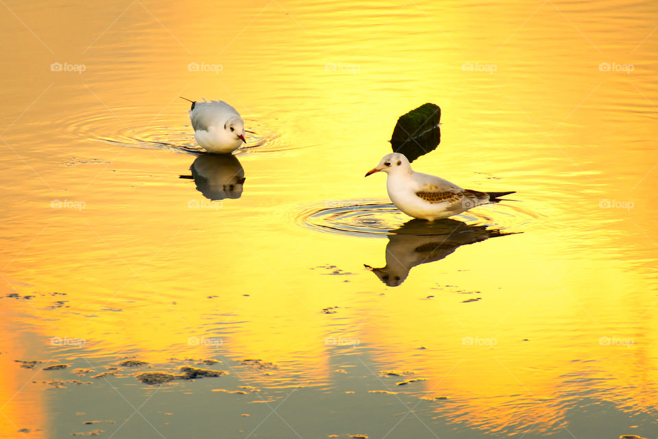 Birds in lake at golden hour