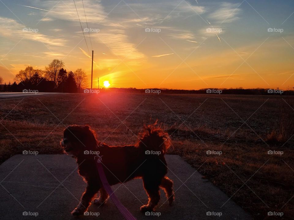 Dog Sunset