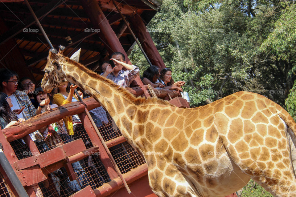 Saying hello to a giraffe 