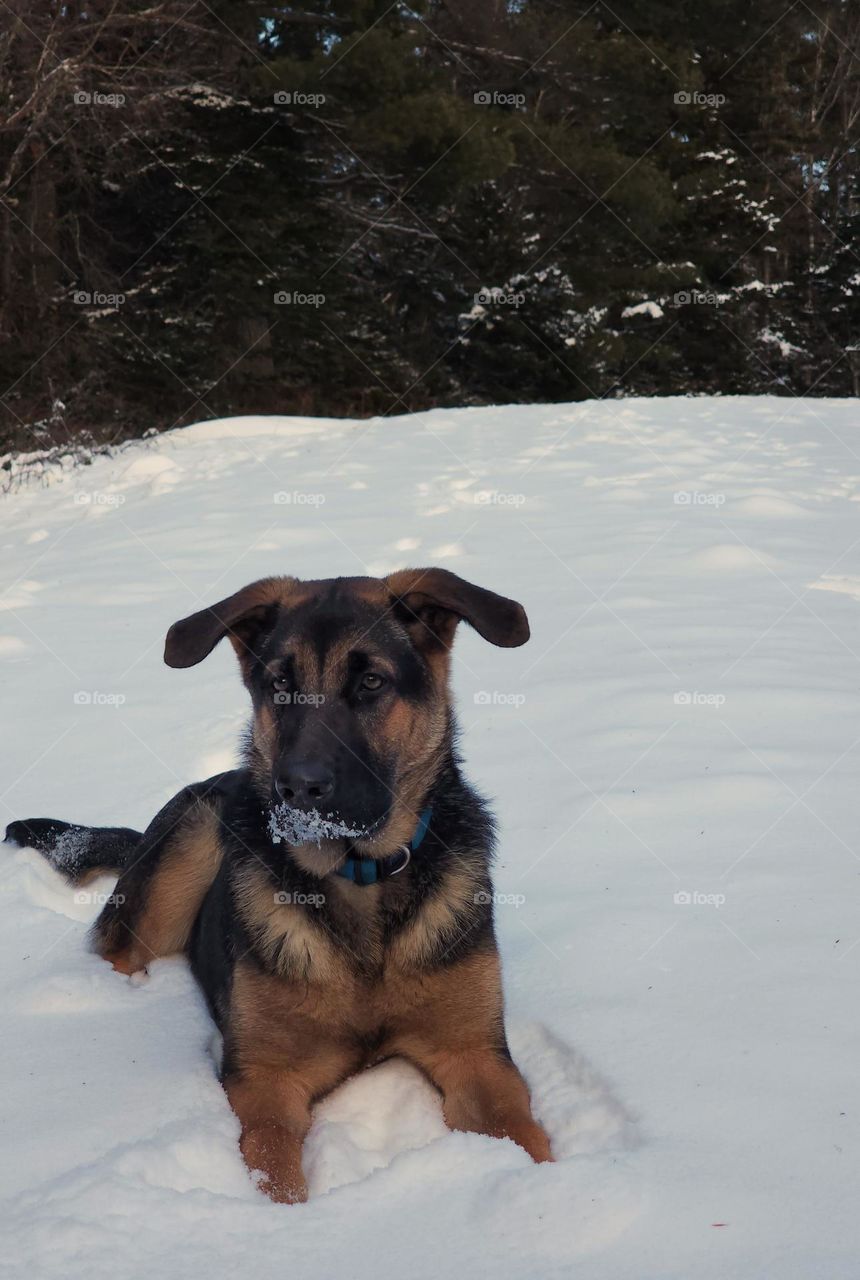 German Shepard laying in the snow with a snow covered snoot.