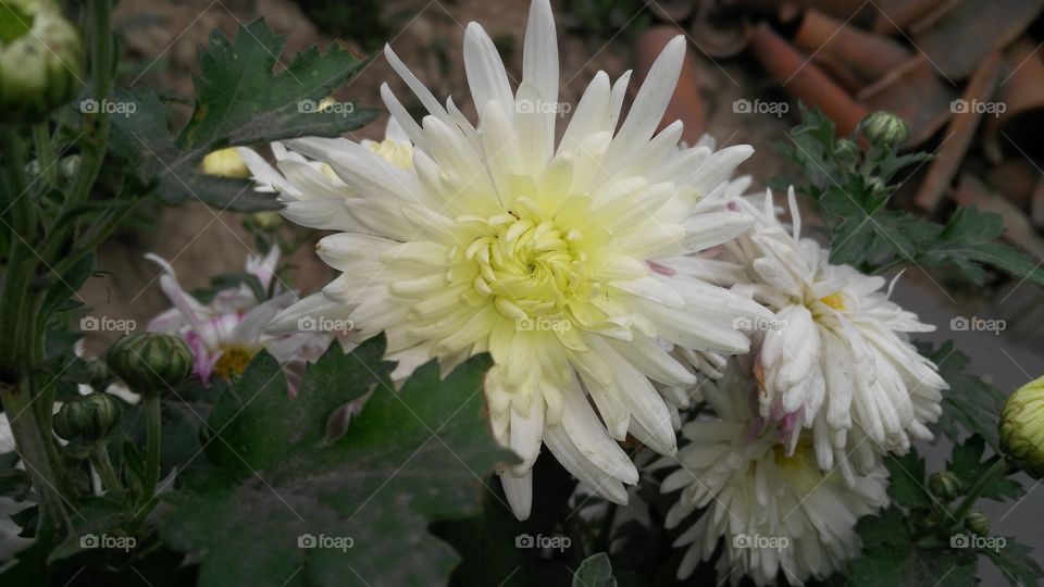 A beautiful scene of white flowers in the garden.