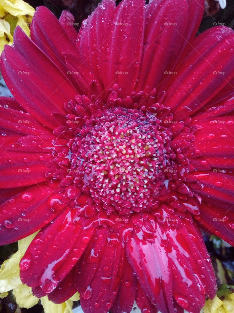 Wet Flower