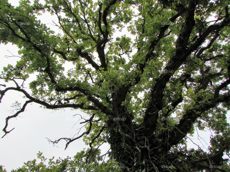 Oak tree