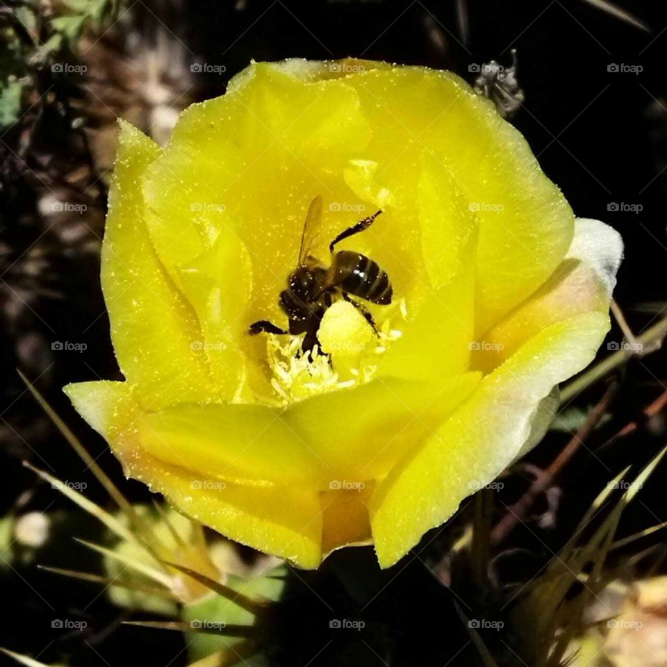 Beautiful bee on yellow cactus flower.