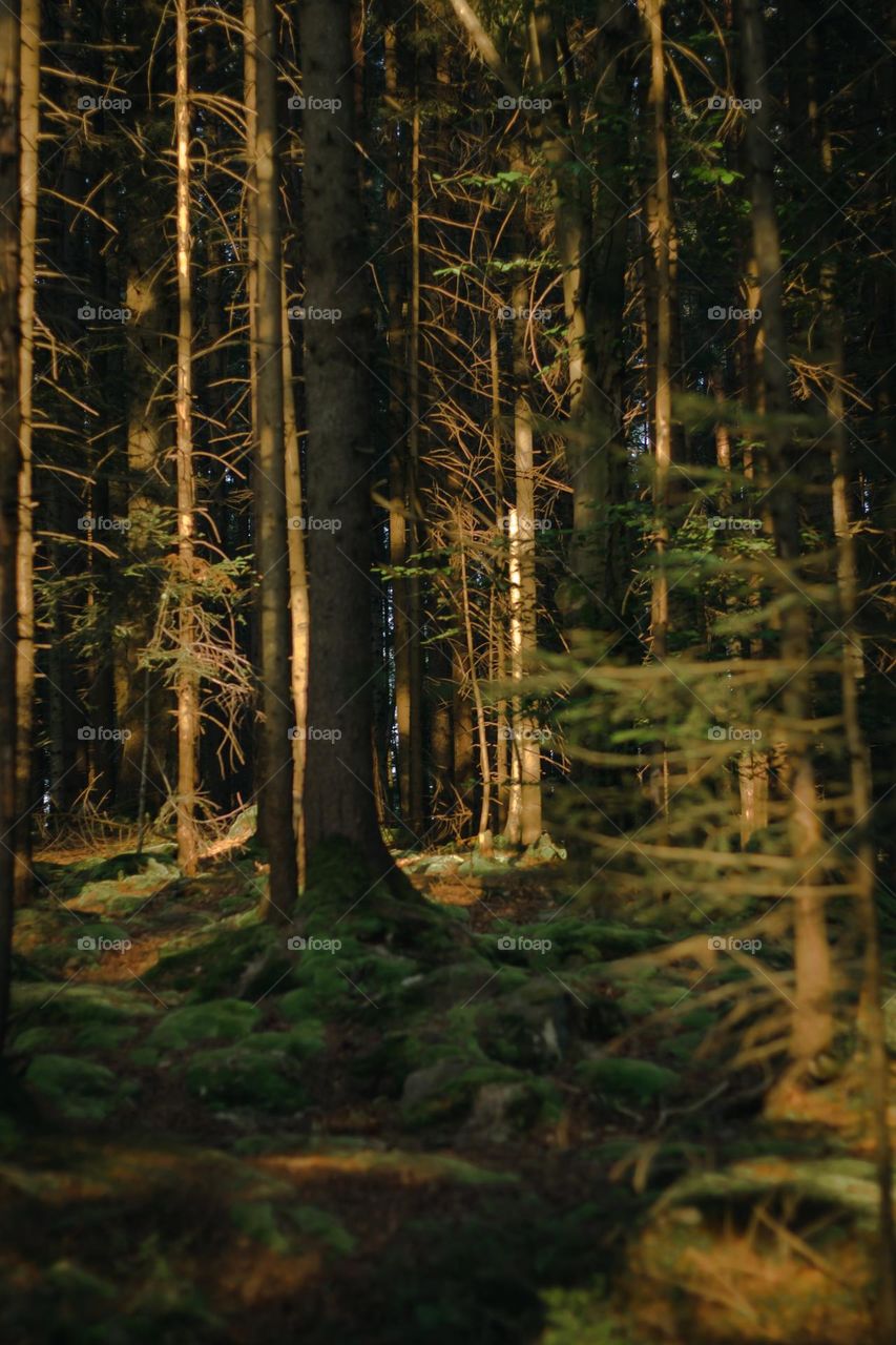 Sunlight touching the ground through the woods