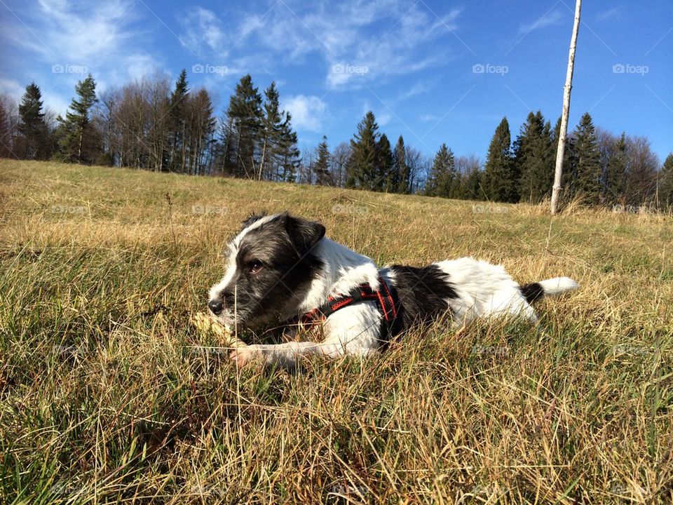 Gonzo on a meadow