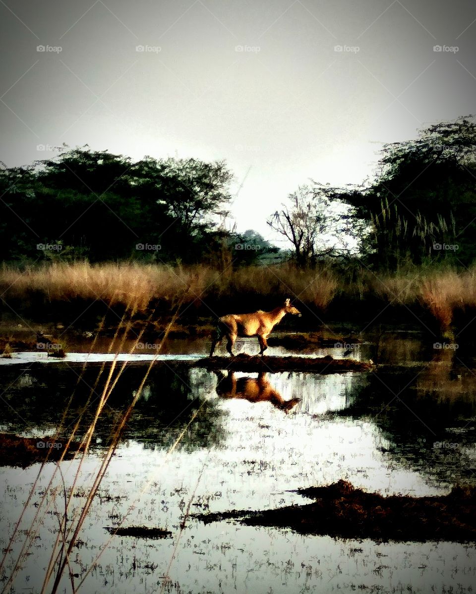 reflections in a swamp - nilgai family