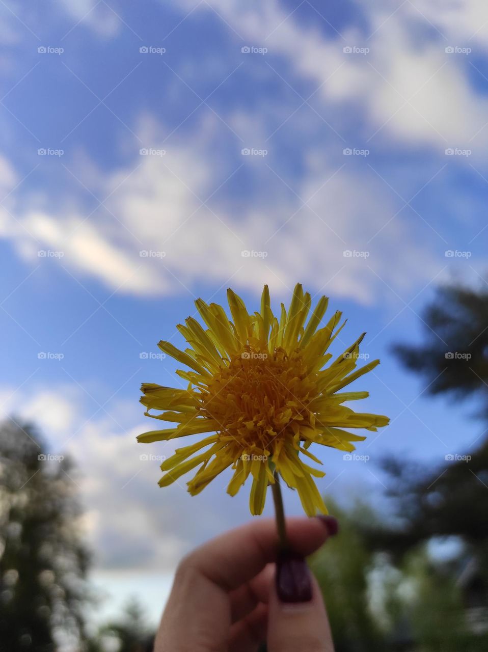 dandelions