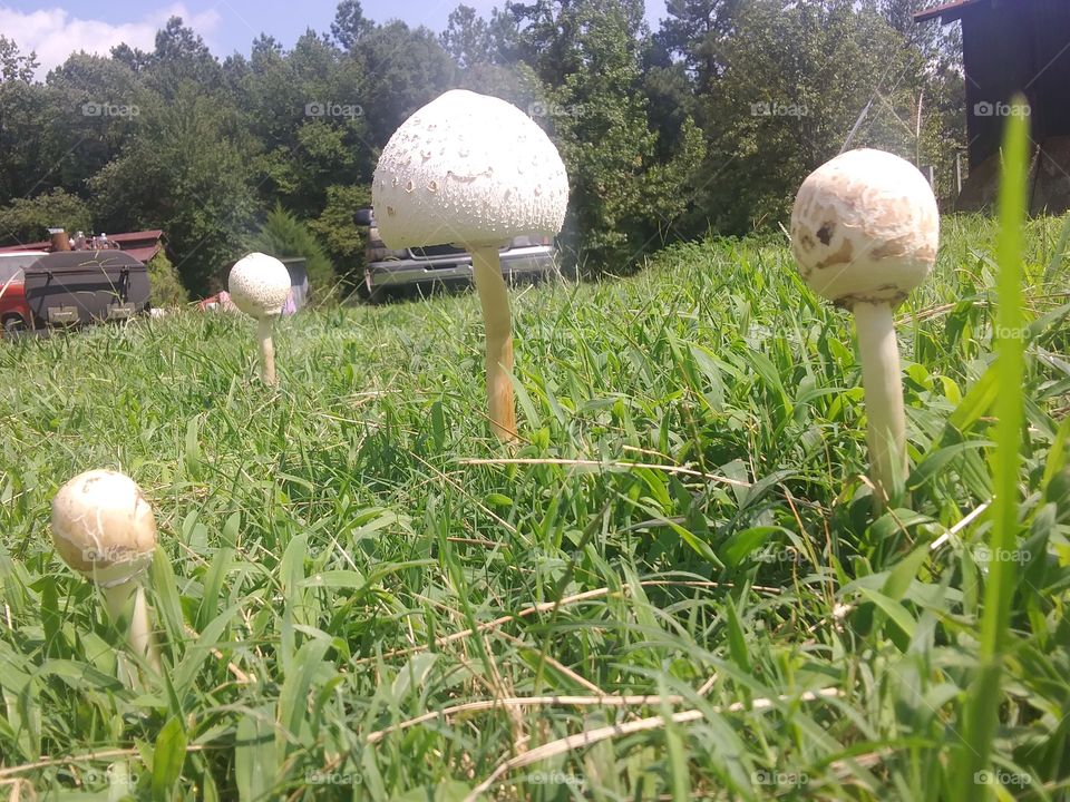 different sized shrooms