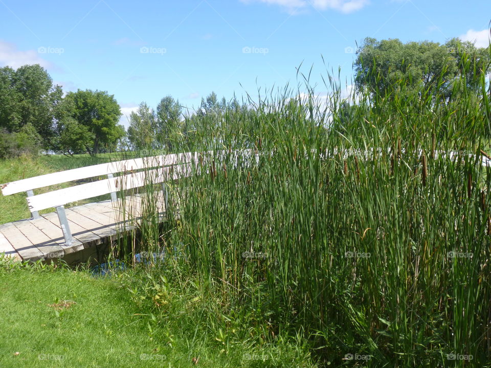Cattails. Cattails in creek running through golf course