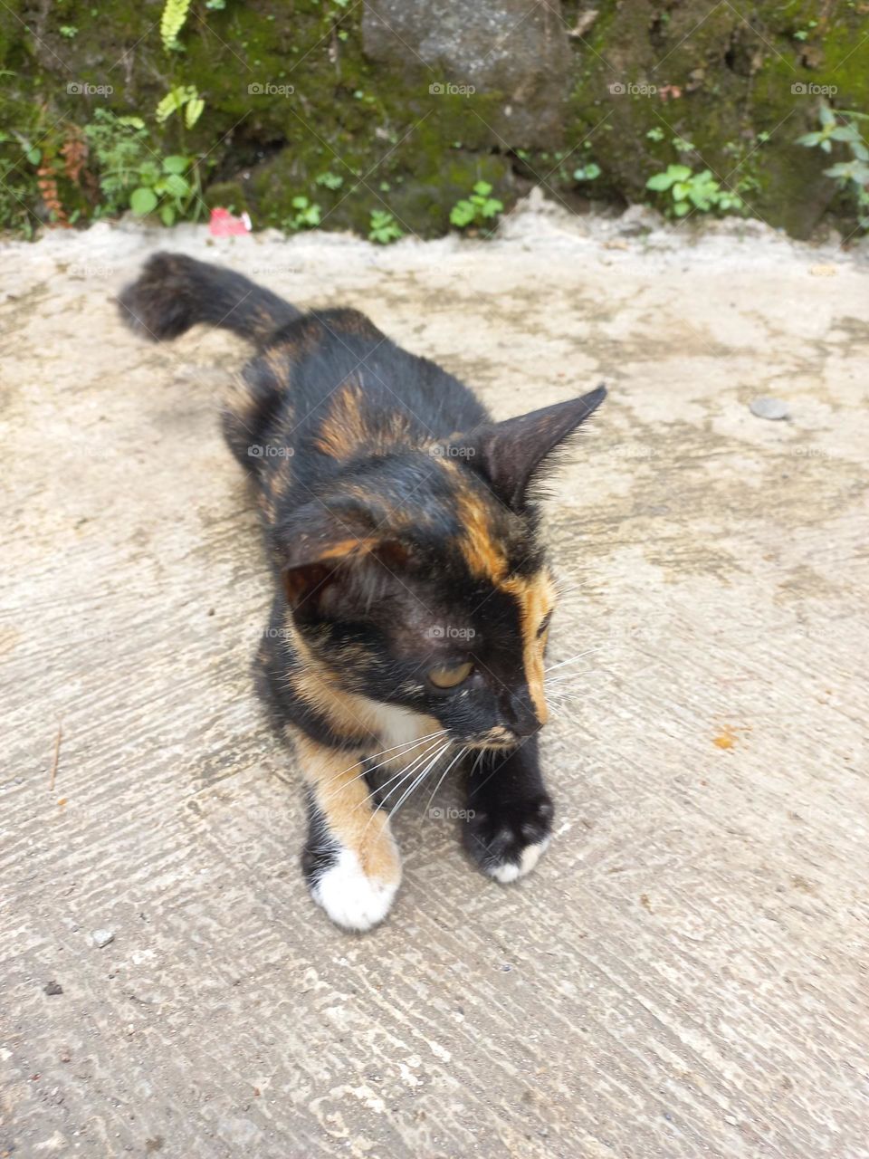 Striped cat with three beautiful colors