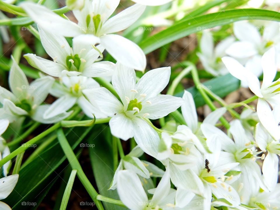 First spring white flowers blossom 