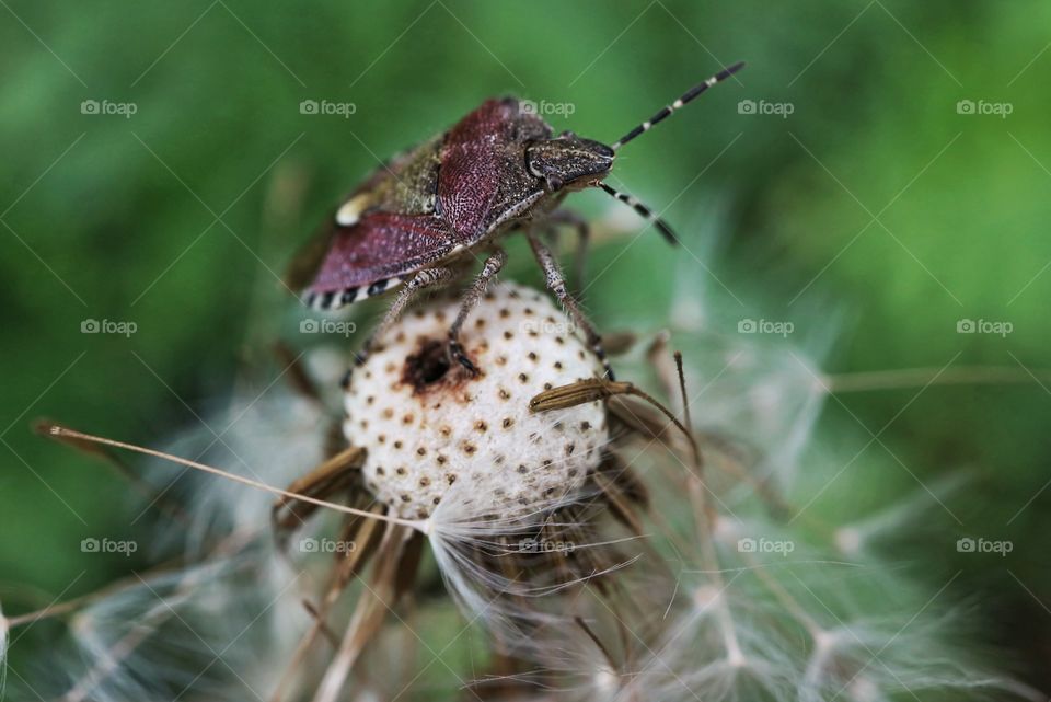 Dolycoris baccarum