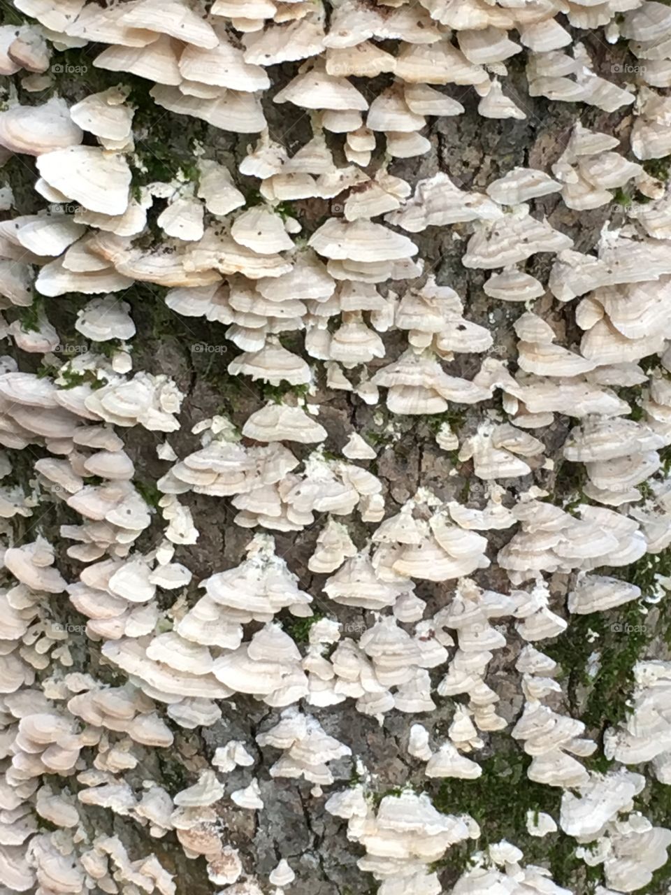 Fungi on a tree trunk.