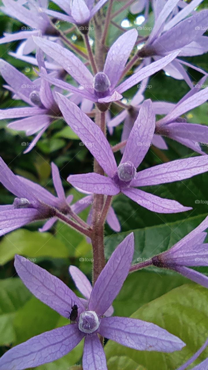 purple colour flowers
