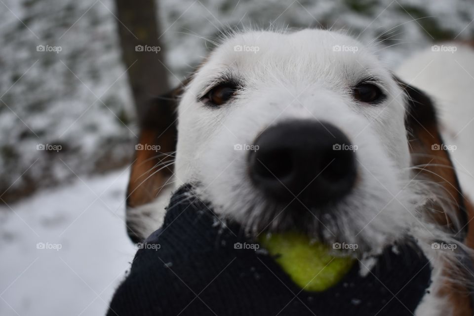 Playing tug of war with my dog with a yellow tennis ball on a snowy winter day 