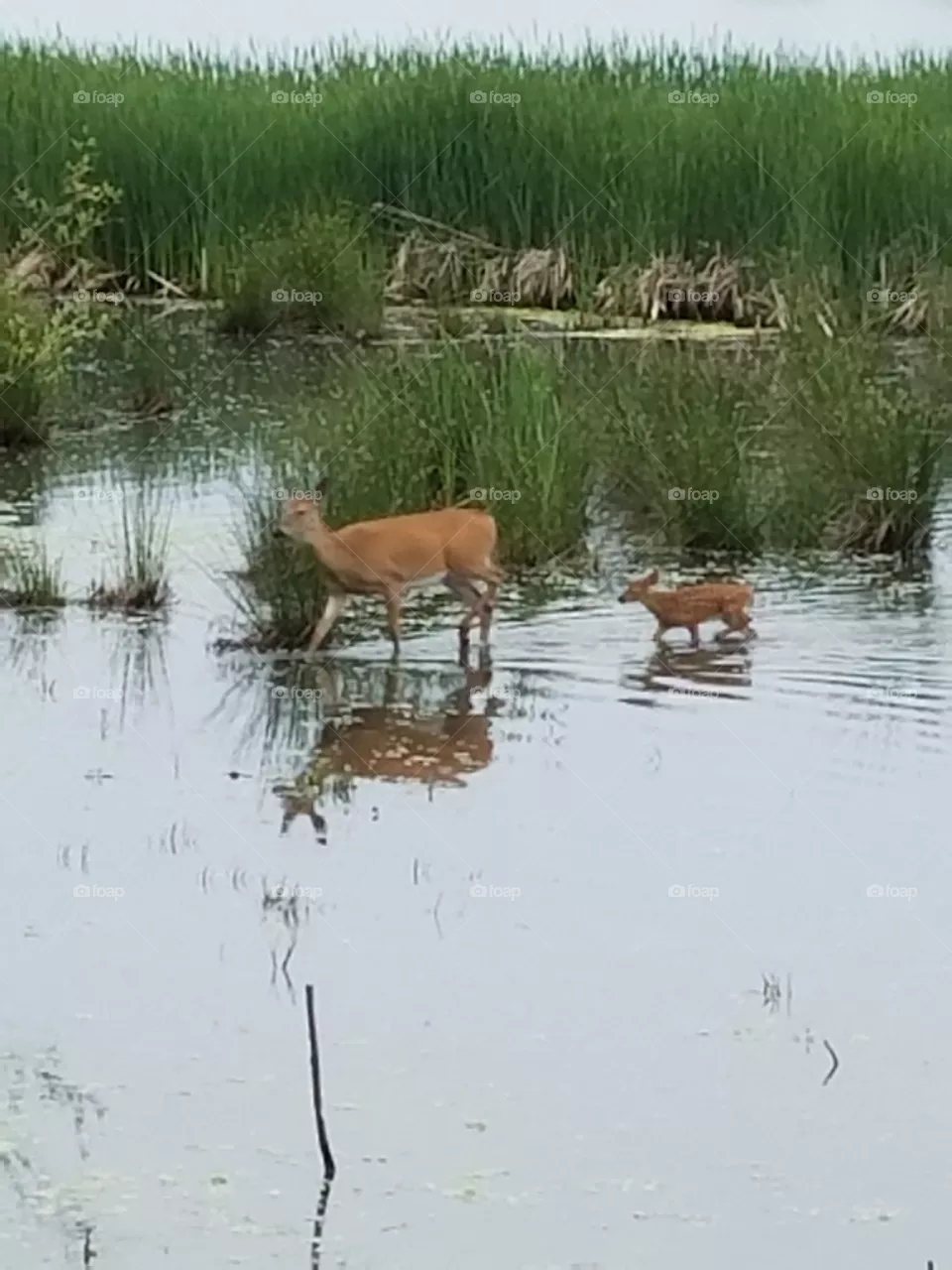 Deer