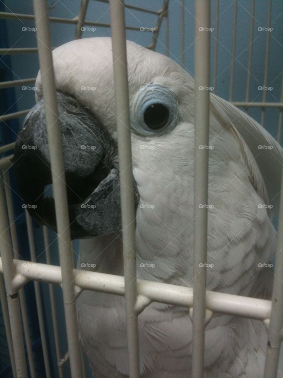 Cockatoo in her cage 