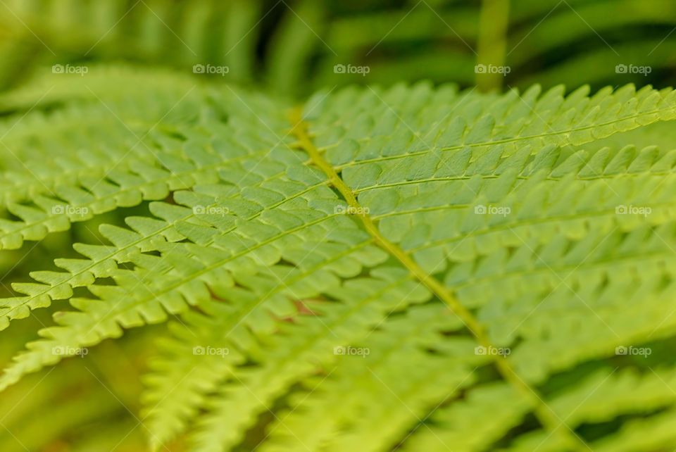 Fern closeup 2