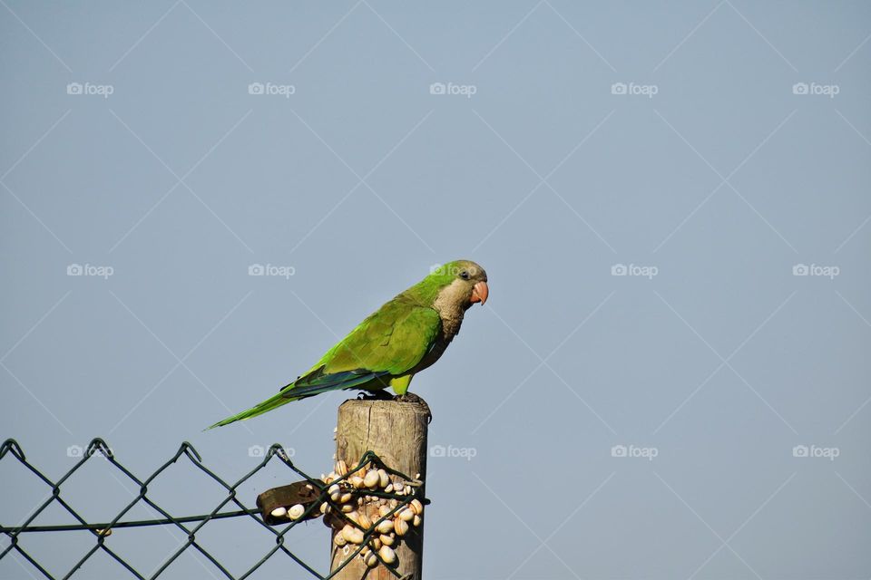 Close up view of beautiful bird