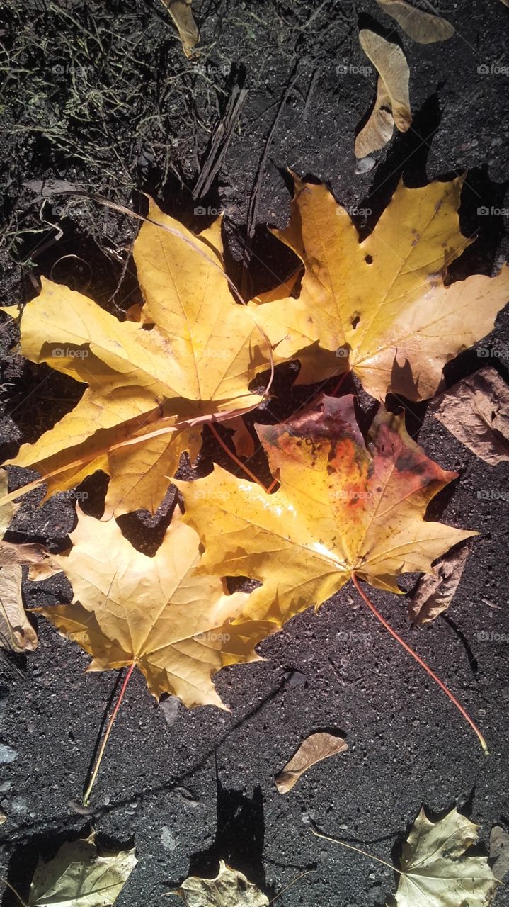Fall, Leaf, Maple, No Person, Nature