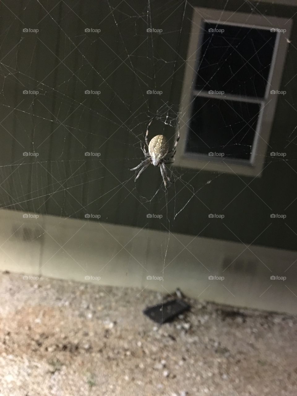 Texas spider