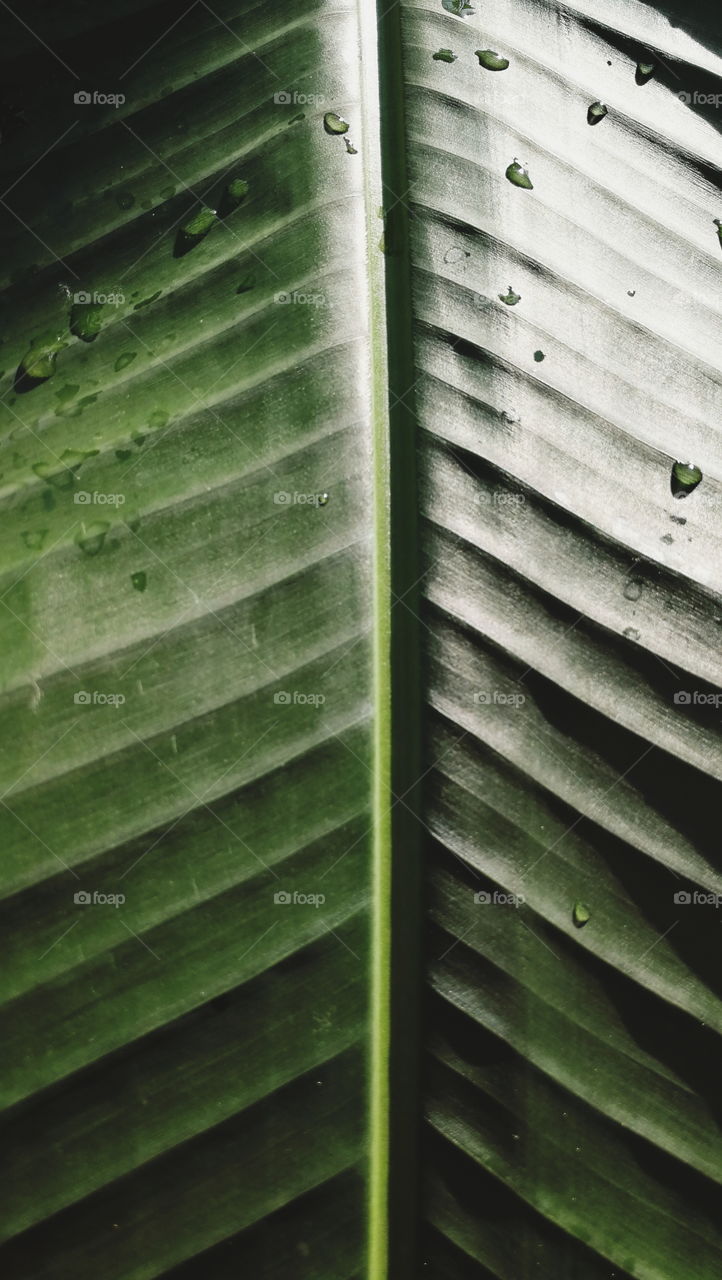 Leaf, Growth, Rain, Flora, No Person