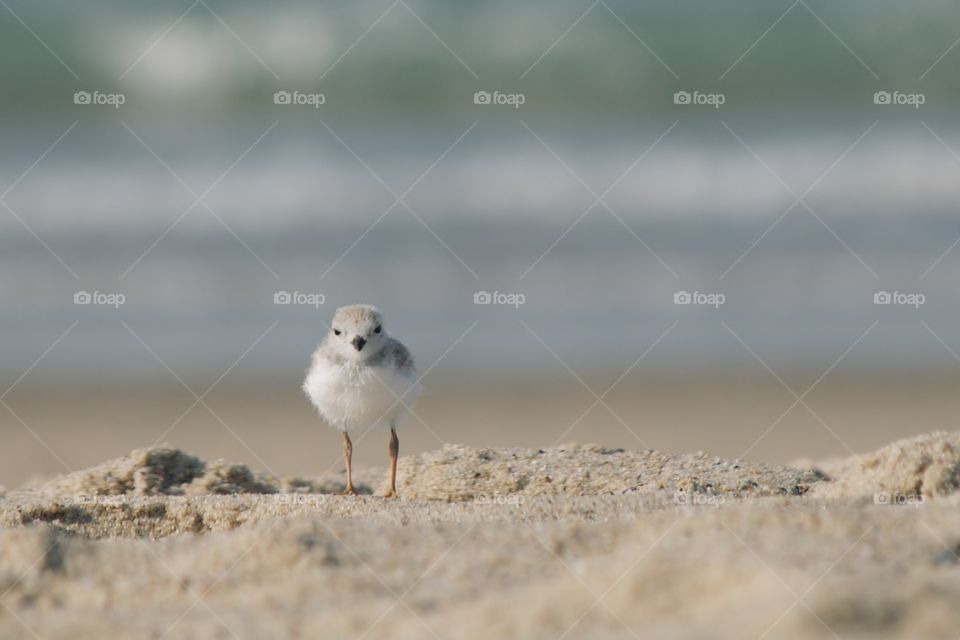 Baby piping plover 