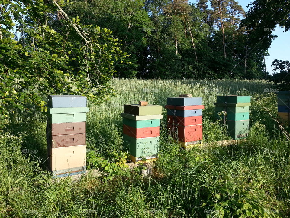 Stack of beehives