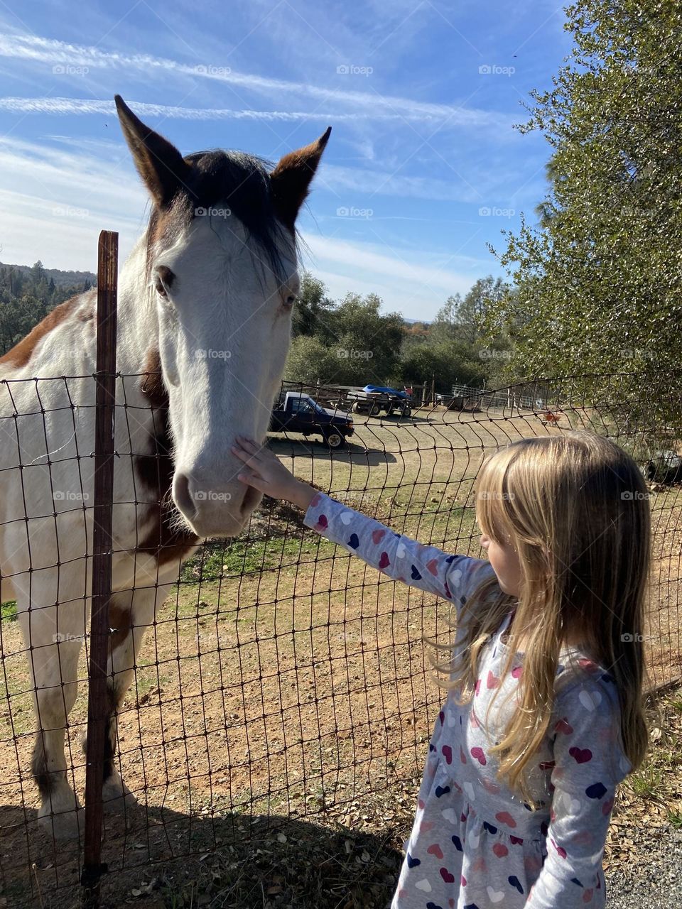 Little Girl petting a friendly paint horse 