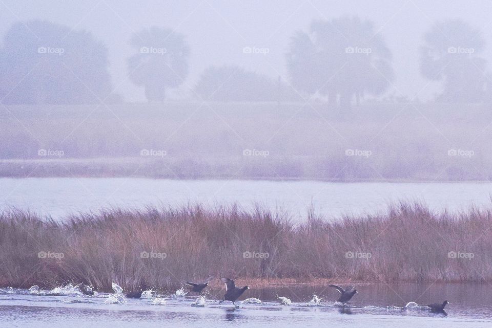 Florida Foggy Morn