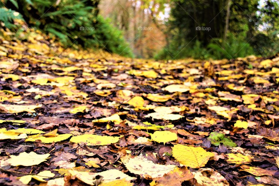 Leafy carpet