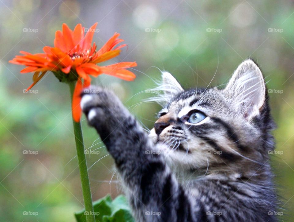 Kitty exploring a flower petals 