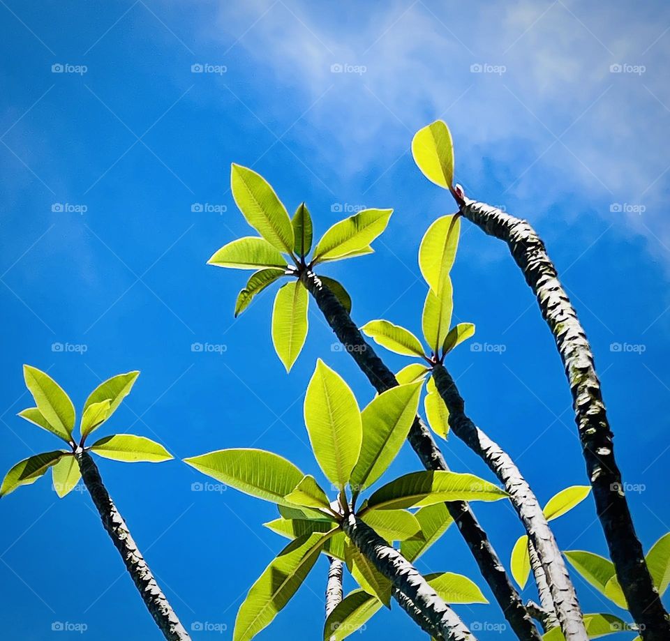 Plumeria tree