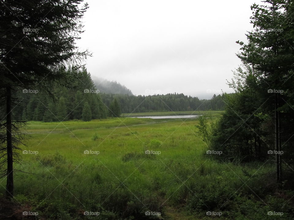 lake through the woods