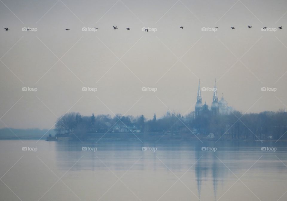 Geese migration over the St Lawrence river with Varennes in the background 