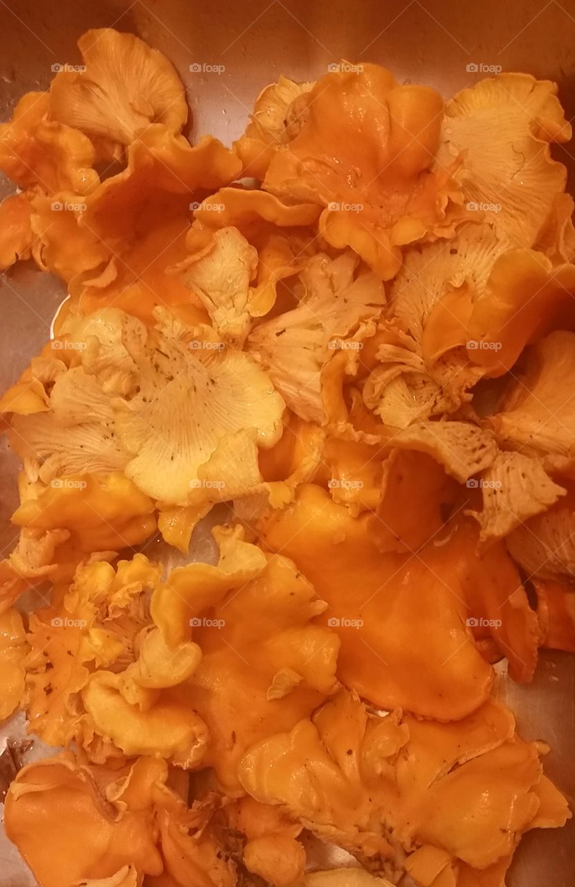 chanterelle
