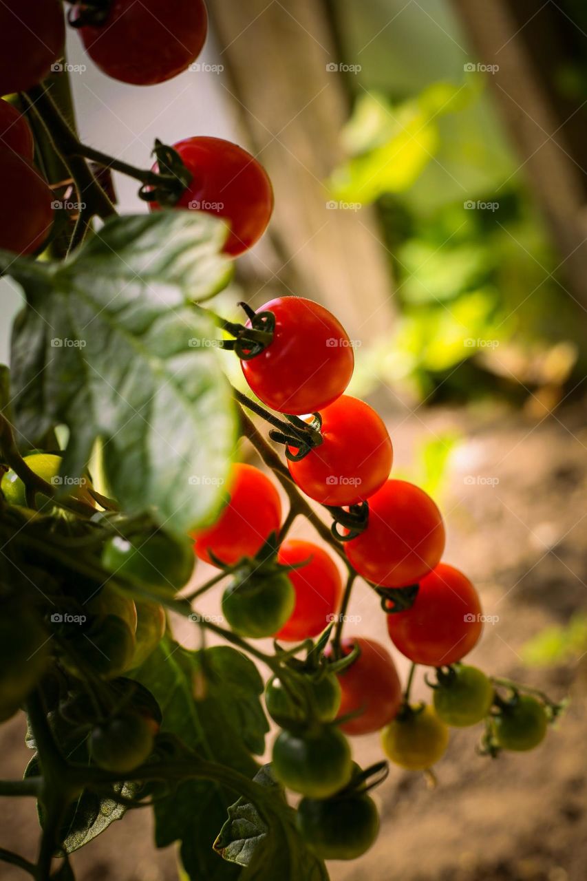 Tomato, a species of nightshades