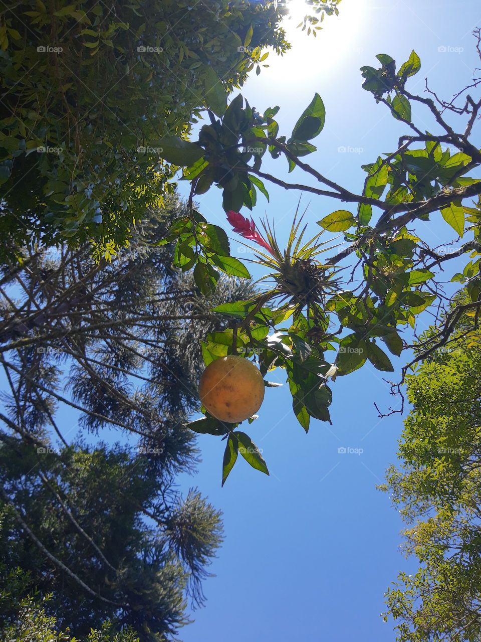 Orange tree and tilandsia