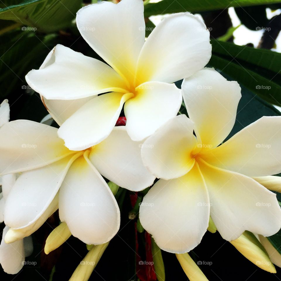 Frangipani