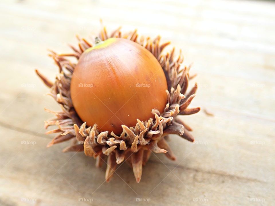 Wild hazelnut chestnuts