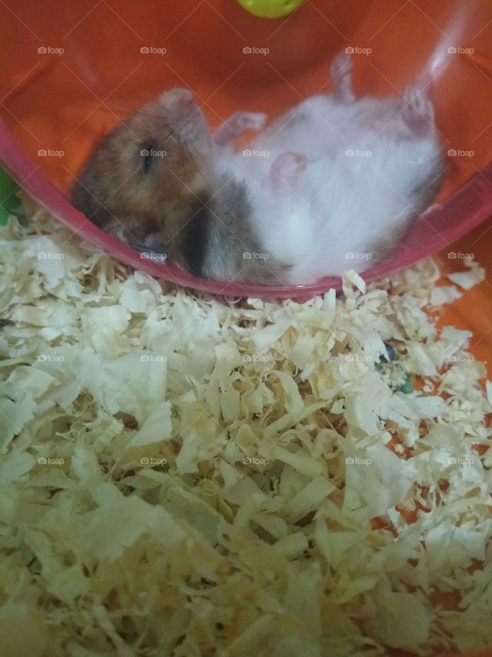 Sleeping hamster